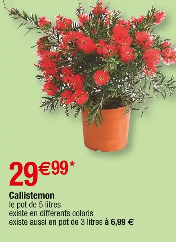 Callistemon