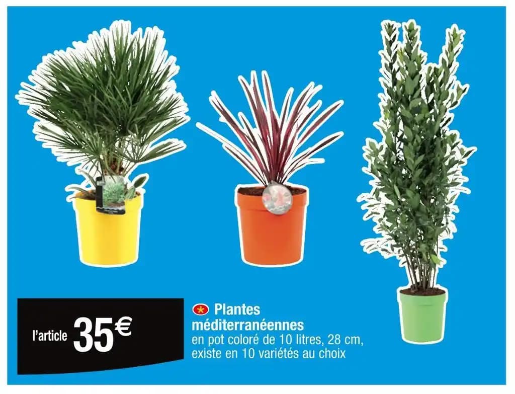 Plantes méditerranéennes