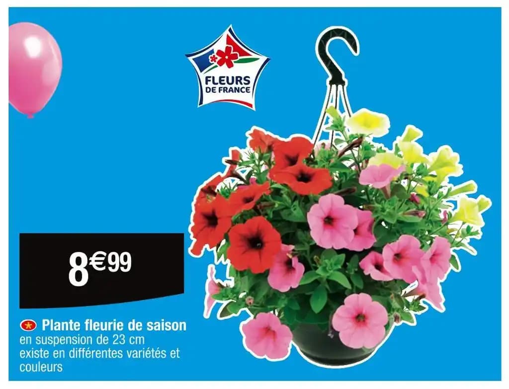 Plante fleurie de saison