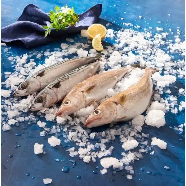 Merlans Ou Maquereaux