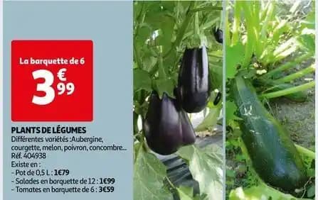 Plantes de legumes
