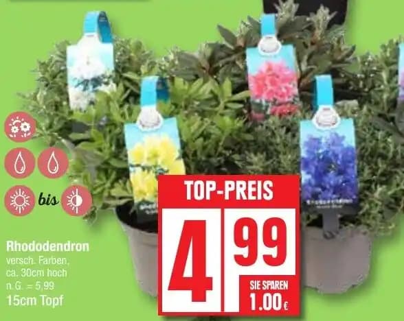 Rhododendron 15cm Topf