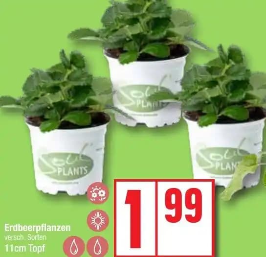 Erdbeerpflanzen 11cm Topf