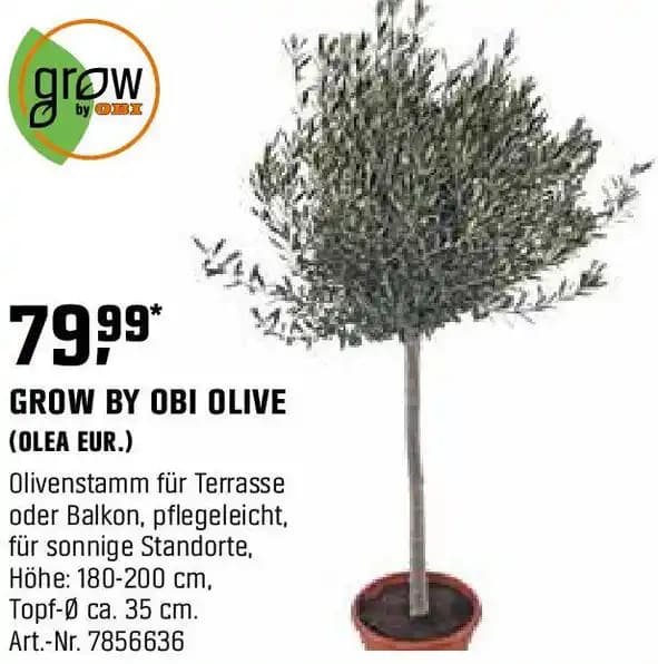 GROW BY OBI OLIVE (OLEA EUR.)