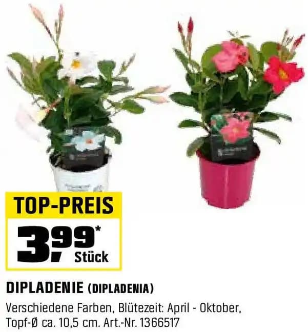 DIPLADENIE (DIPLADENIA)