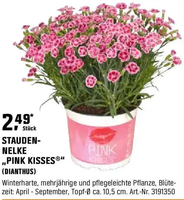 STAUDEN NELKE ,,PINK KISSES"