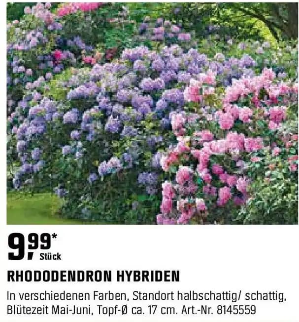 RHODODENDRON HYBRIDEN
