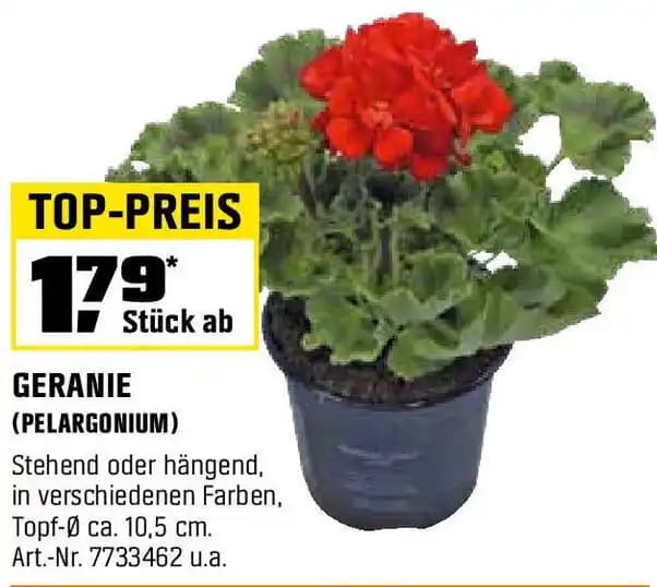 GERANIE (PELARGONIUM)