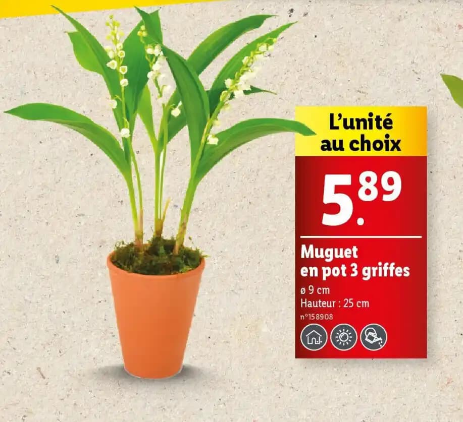 Muguet en pot 3 griffes