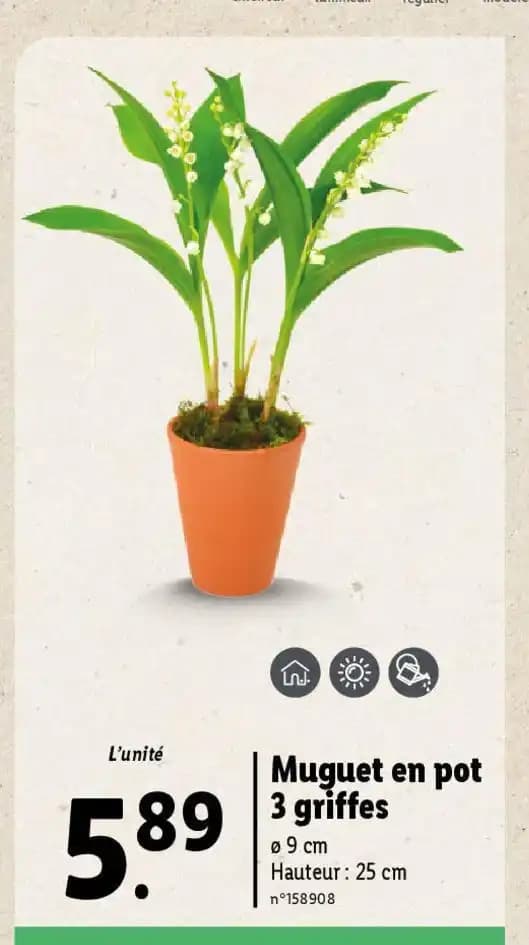 Muguet en pot 3 griffes