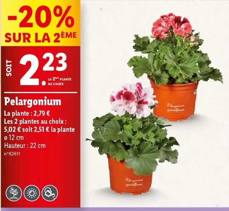 Pelargonium