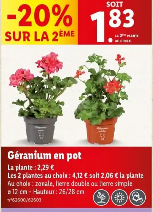 Géranium en pot