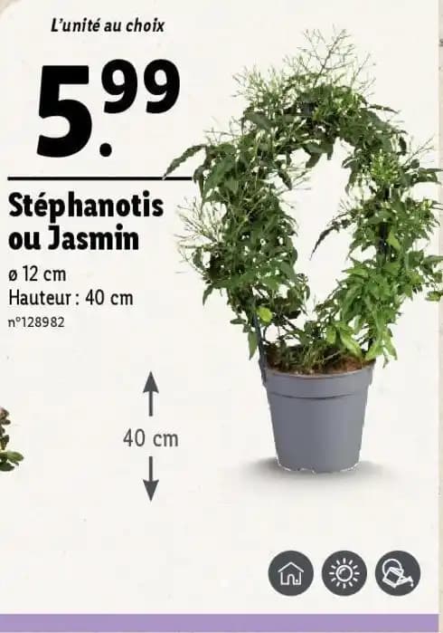 Stéphanotis ou Jasmin