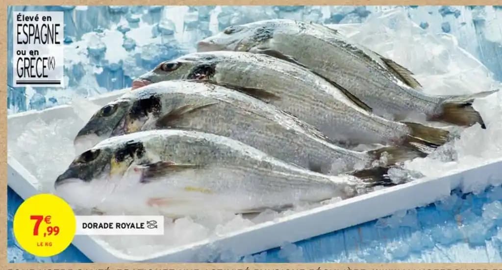 DORADE ROYALE