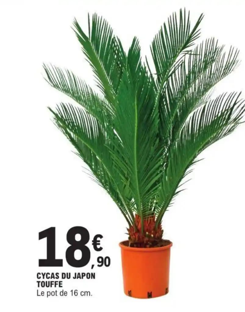 CYCAS DU JAPON TOUFFE