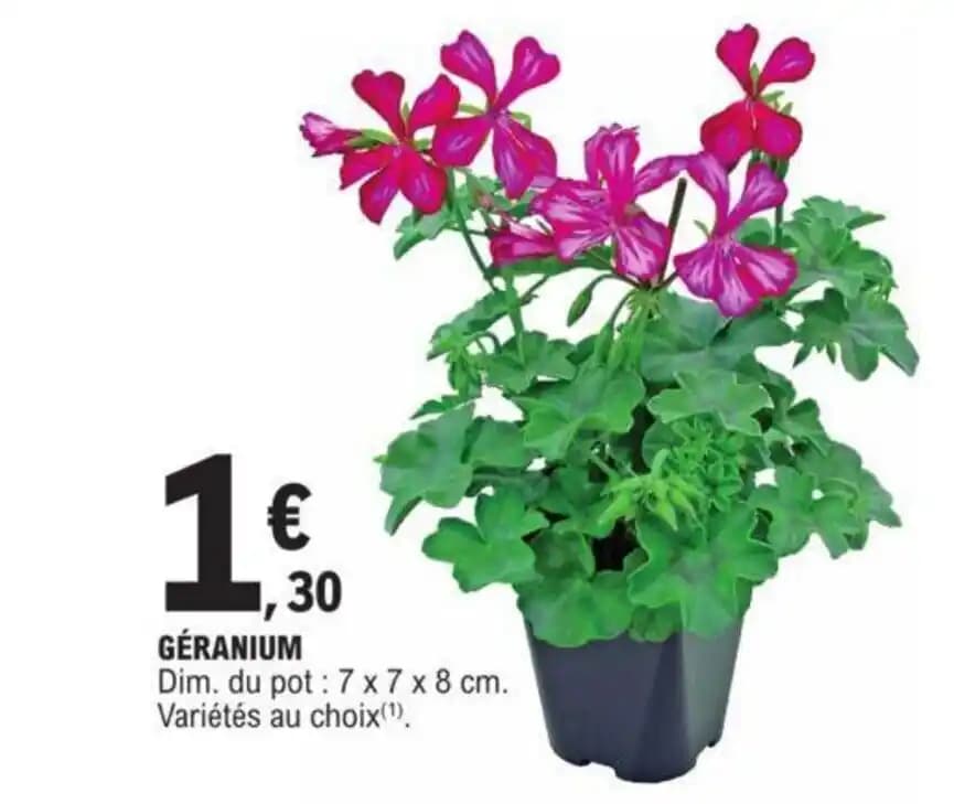 GÉRANIUM