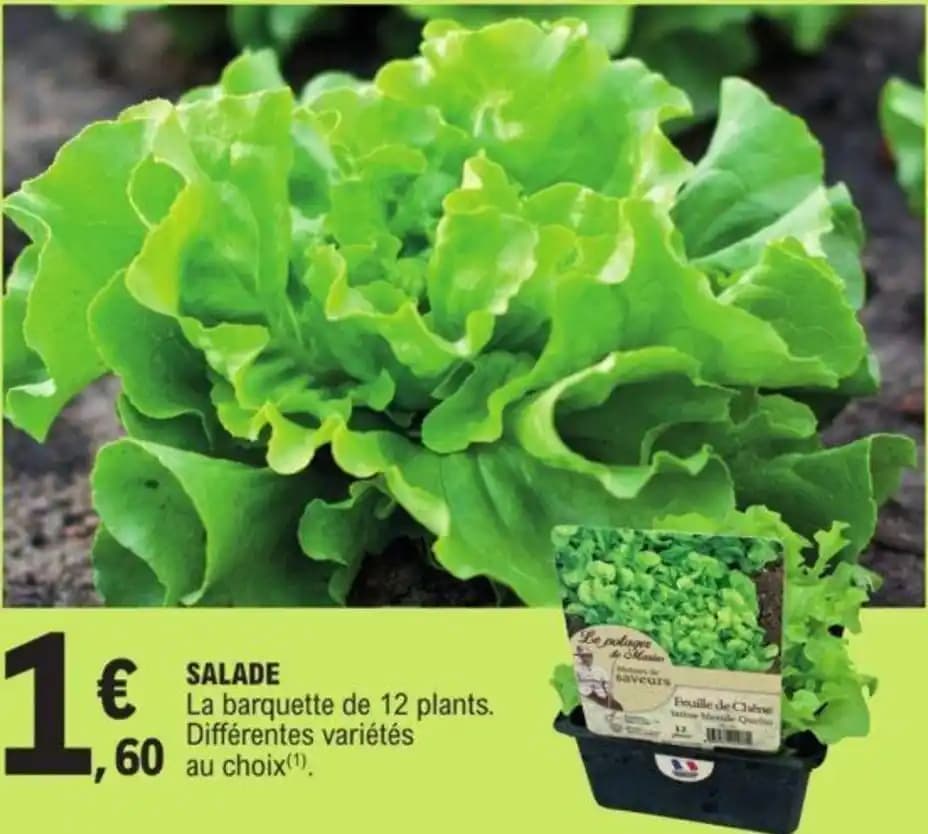 SALADE