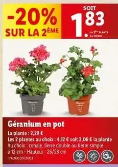Géranium en pot