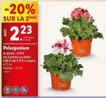 Pelargonium