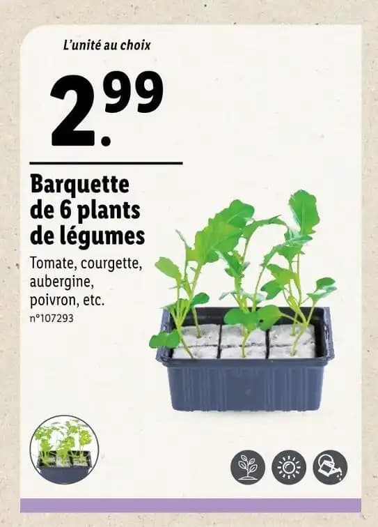 Plants de légumes