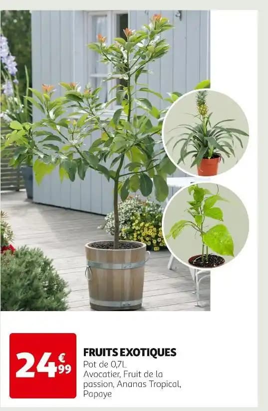 FRUITS EXOTIQUES