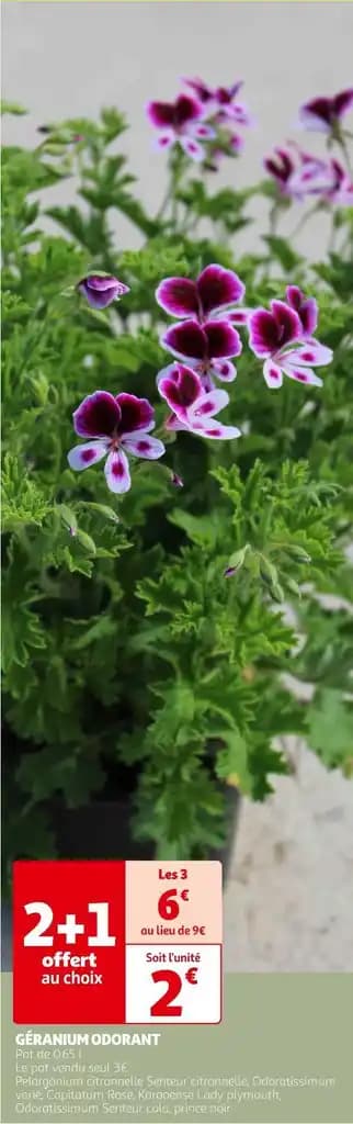 GÉRANIUM ODORANT
