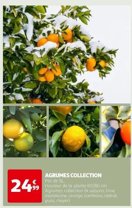 AGRUMES COLLECTION
