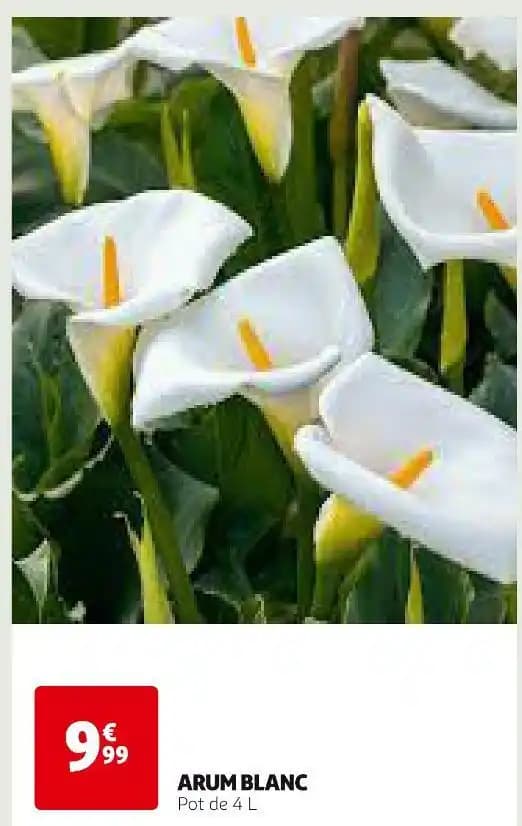 ARUM BLANC