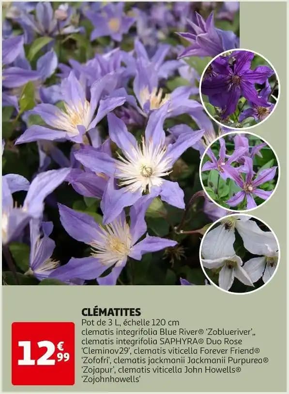 CLÉMATITES