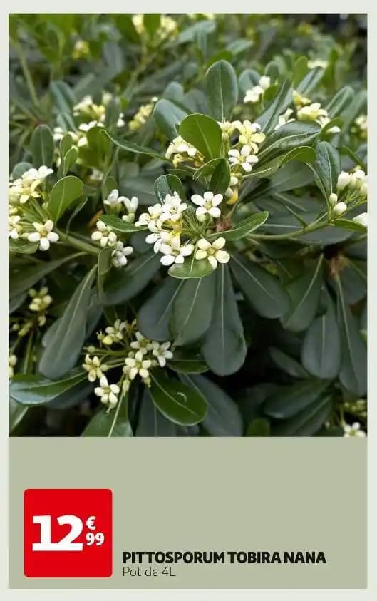 PITTOSPORUM TOBIRA NANA