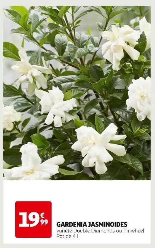 GARDENIA JASMINOIDES