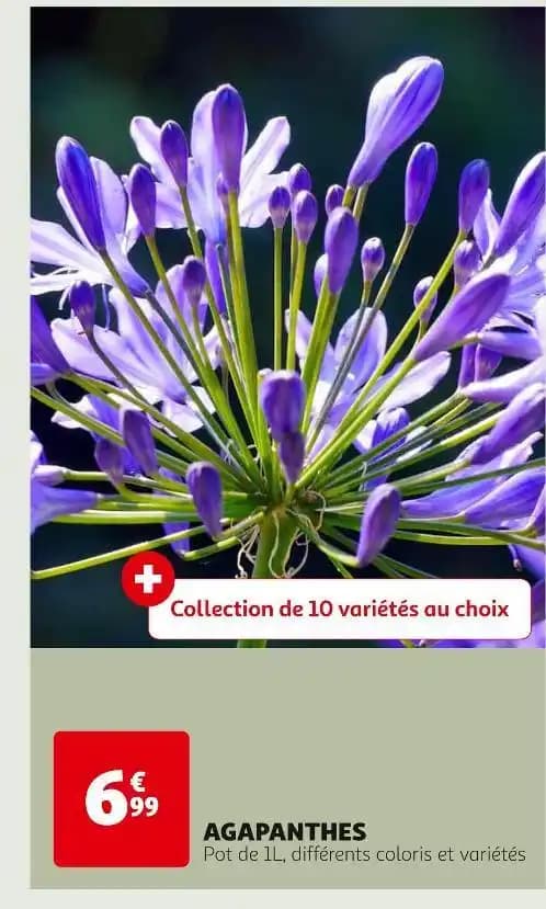 AGAPANTHES