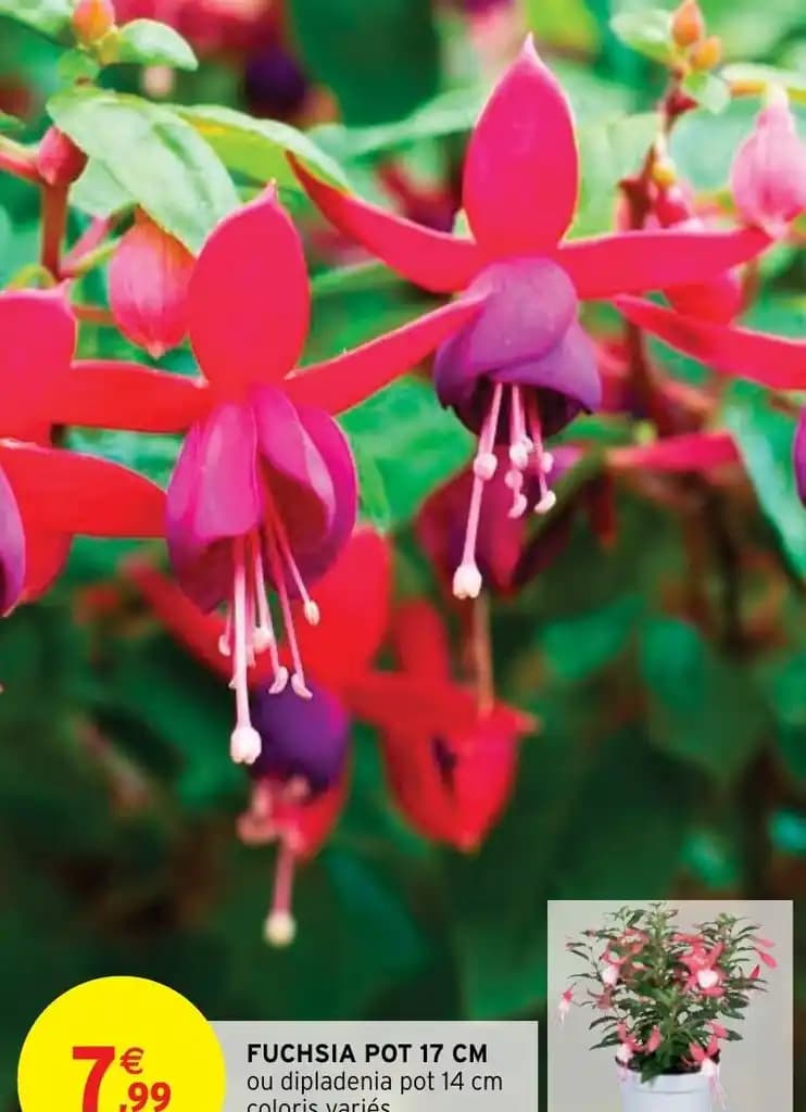 FUCHSIA POT 17 CM