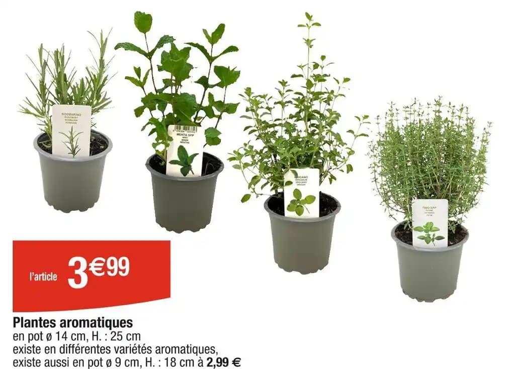 Plantes aromatiques