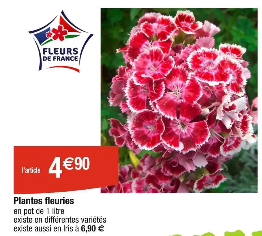 Plantes fleuries