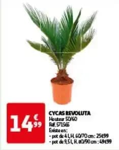 Cycas revoluta