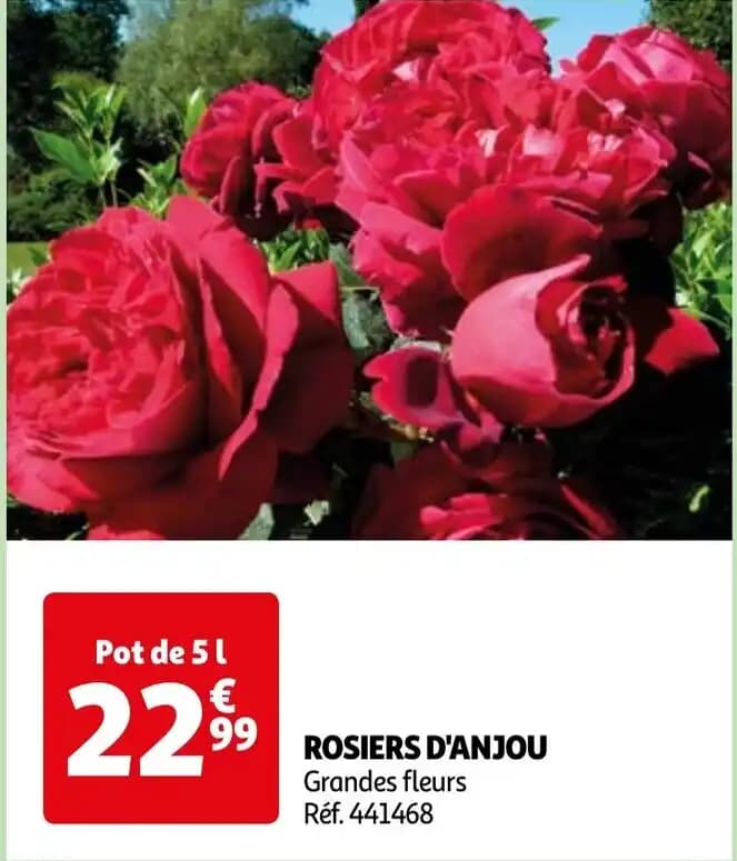 ROSIERS D'ANJOU