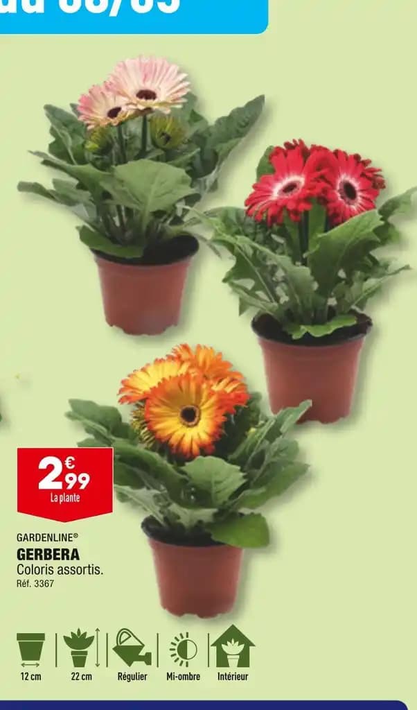 GARDENLINE GERBERA