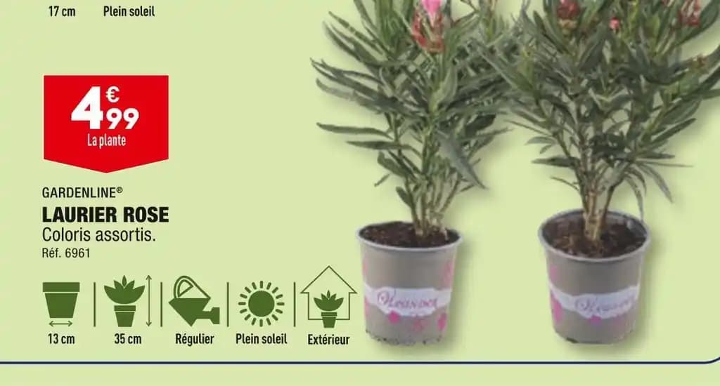 GARDENLINE LAURIER ROSE