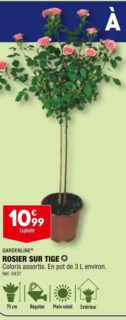 GARDENLINE ROSIER SUR TIGE