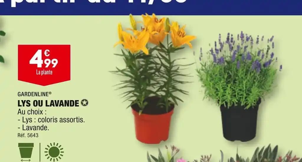 GARDENLINE LYS OU LAVANDE