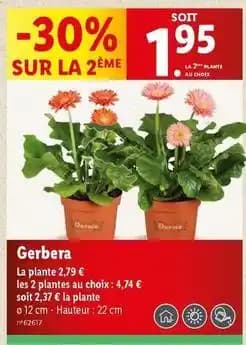 Gerbera
