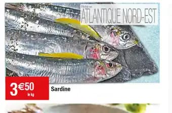 Sardine