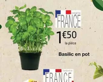Basilic en pot