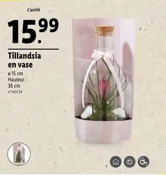 Tillandsia en vase