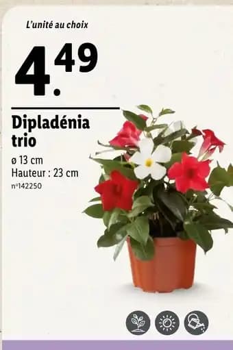 Dipladénia trio