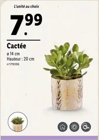 Cactée