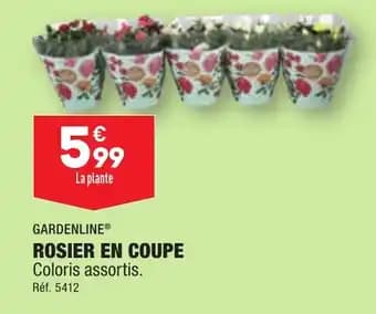 ROSIER EN COUPE