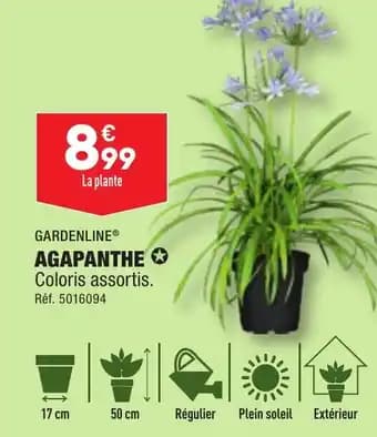 AGAPANTHE✪