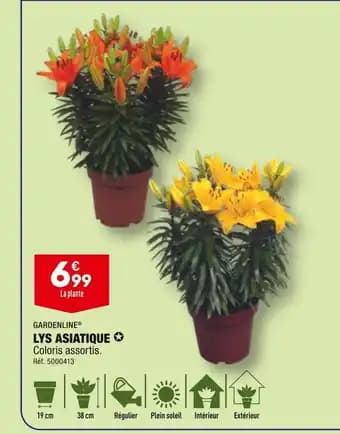 GARDENLINE LYS ASIATIQUE